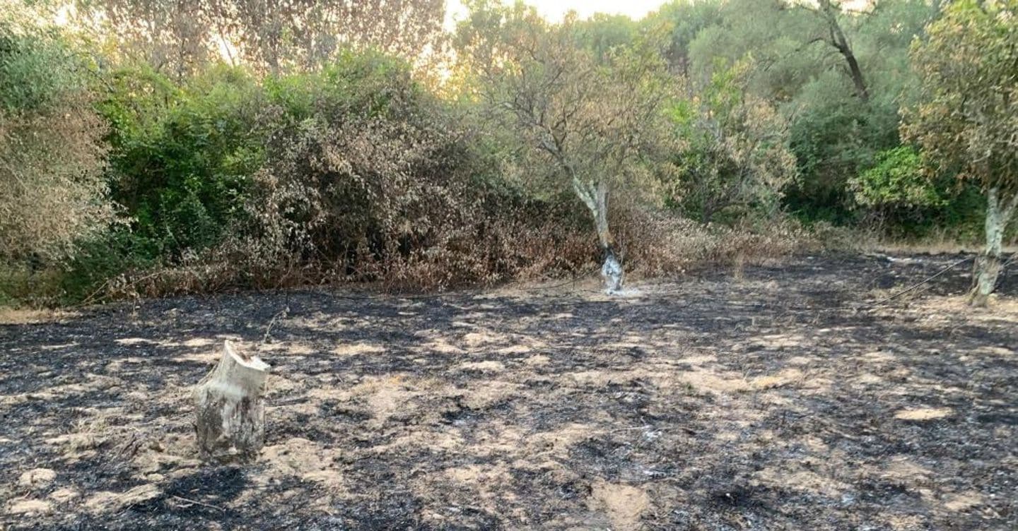 Furti, incendi, tagli di ulivi secolari: le intimidazioni non fermano Patrizia Rodi Morabito, imprenditrice agricola a Rosarno